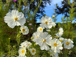 Fototapeta premium White flowers Cosmos bipinnatus cosmea in garden.