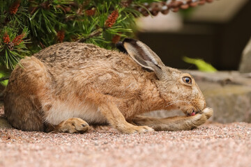 Fototapeta premium A European hare rests and licks its toes after eating hay in a cemetery. Lepus europaeus is one of the largest species of hare. Hares are herbivores and feed mainly on grasses and herbs.