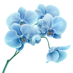 Beautiful blue orchid flower  on a t8ansparent background. 