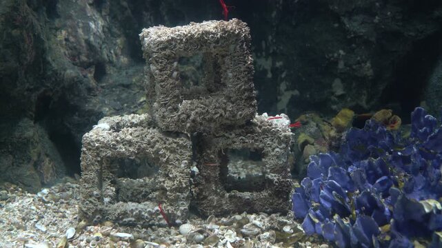 Three cube-shaped artificial reef structures covered in barnacles on the seafloor. Purple coral and dark rocks in an underwater aquarium setting. Marine habitat and conservation concept.