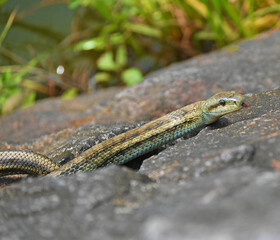 岩場のアオダイショウ