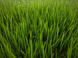 Obraz premium Fresh green rice seedlings with morning dew in paddy field.