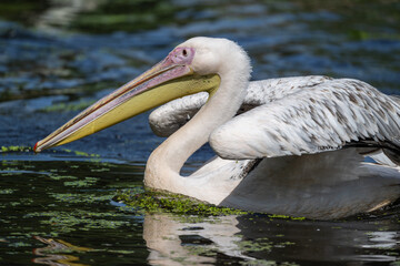 Schwimmender Pelikan im Wasser