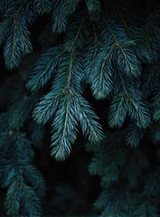 Close-up of evergreen needles with a moody dark aesthetic