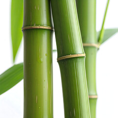 Obraz premium Bamboo