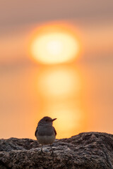 Oriental Magpie Robin Bird Silhouette Perched on Rock Against Glowing Golden Sun at Sunset with Orange Sky