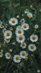 White Daisies Blooming in Lush Green Field