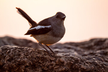 Sunlit Magpie Robin At Dusk