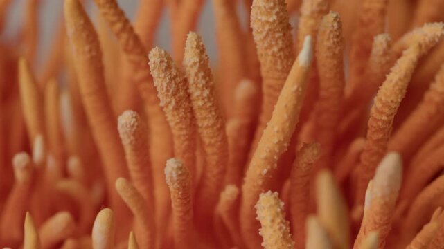 A diagonal camera movement explores cordyceps militaris growth from above to below. Macro focus reveals surface granularity, structural variation, and the dense arrangement of fungal elements.