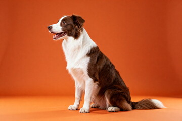 A beautiful brown and white border collie sitting on an orange background
