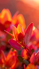 Red leaves glow in sunset light, a small twig in focus amidst soft warmth and diffused background hues