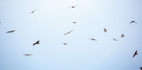 Obraz premium A flock of eagles flies to fnb. Golden eagles in free flight. Wild birds of prey gathered in a flock and fly above the ground.