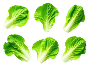 Naklejka premium A set of four crisp lettuce leaves on a clean white background, ideal for food or health related concepts