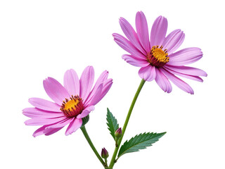 Fototapeta premium Fresh pink flowers surrounded by green leaves in a decorative vase