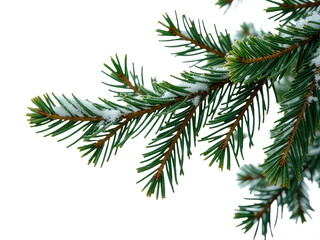 Obraz premium A branch of a pine tree covered in thick snow