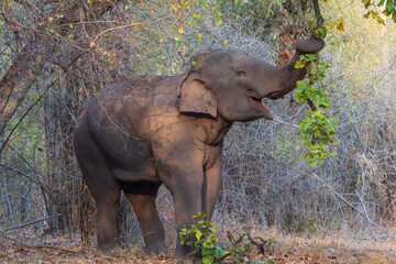 Obraz premium Indian elephant in the wild