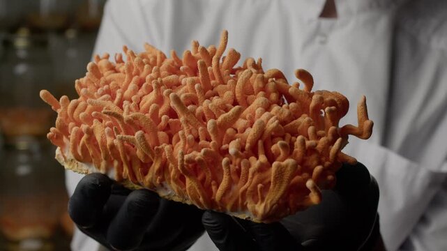 Gloved hands present cordyceps militaris in a controlled lab setting. The frame highlights orange-growth, surface textures, and natural biological form under soft light, with a white lab coat in view.