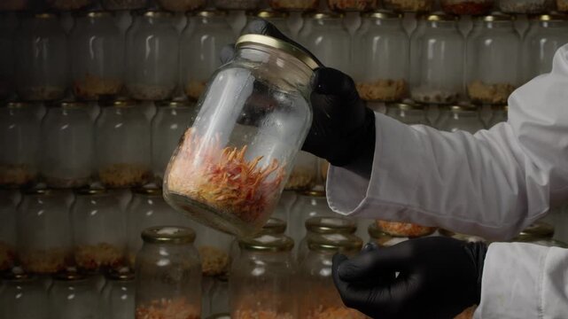 Inside a laboratory, a sealed glass jar containing cordyceps culture is slowly rotated by gloved hands. Dense orange fungal structures are clearly visible during careful visual inspection.