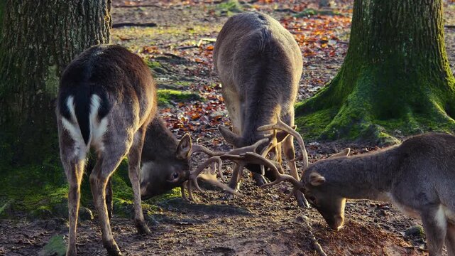 Close up of dam deer buck play fighting in the forest on a sunny autumn day