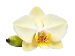 Single white orchid placed beside a green pear on a clean white background, ideal for use in food or floral photography