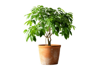 Obraz premium Garden Potted Plant Isolated on Transparent Background