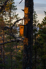 Birdhouse sits on a tree in a forest during sunset with sunlight shining on it and surrounding trees
