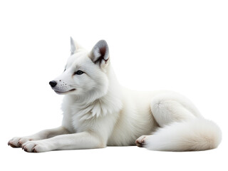 A white dog is lying down on a white surface