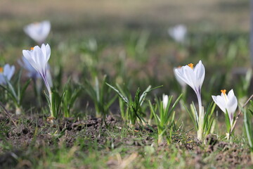 A few white crocuses on a beautiful blurred background in springtime
