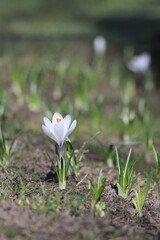 One blooming crocus with a beautiful bokeh on an April lawn vertical orientation