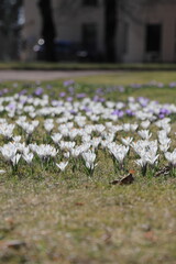 There are a lot of white and purple crocuses on the spring lawn with blurred foreground and background