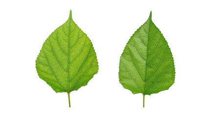 Fototapeta premium Green mulberry leaves on a white background.