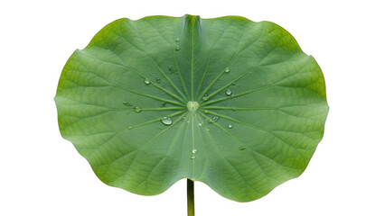 Green lotus leaf with water drops isolated on transparent background