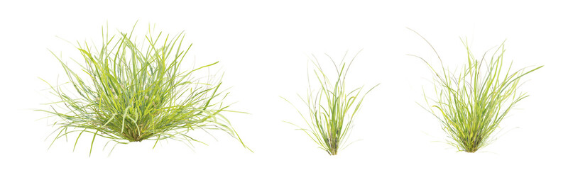3D Illustration of Lolium Perenne Grass Plant with Transparent Background in Natural Setting