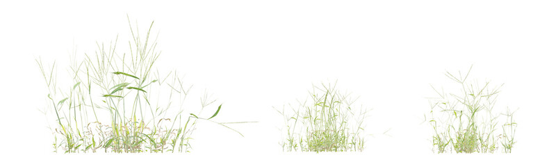 3D Render of Digitaria Sanguinalis Grass Plant with Delicate Green Blades on Transparent Background