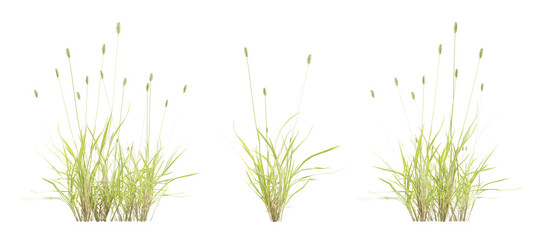 Detailed 3D Representation of Setaria Viridis Grass with Vibrant Green Color on Transparent Background