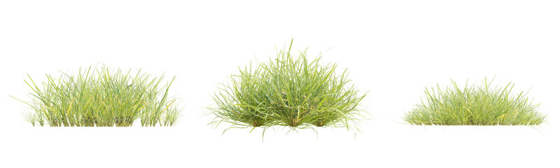 Realistic 3D Model of Lolium Perenne Grass Plant Rendered with Transparent Background