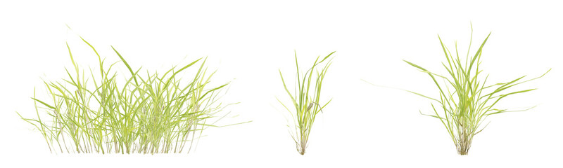 Set of Three Dimensional 3d Ophiopogon Bodinieri Grass Plants with a Transparent Background