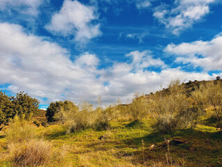 Obraz premium Hill slope with grasses, plants and trees under a blue sky with clouds in Andalusian hilly landscape.