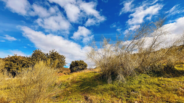 Hill slope with grasses, plants and trees under a blue sky with clouds in Andalusian hilly landscape.