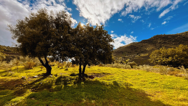 Lush green hill slope with two olive trees under a blue sky with clouds in Andalusian hilly landscape.