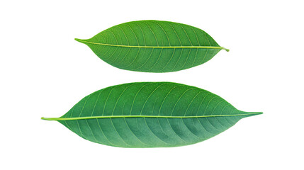 Obraz premium Green mango leaves on a white background.