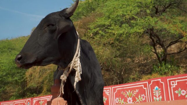 Black Gir cross Girolando bull Bos indicus in Jaipur Rajasthan native dairy breed setting