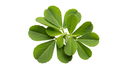 A green leafy plant isolated on transparent background