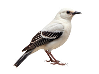 Obraz premium A white and black bird perched on a white surface, offering a striking visual contrast