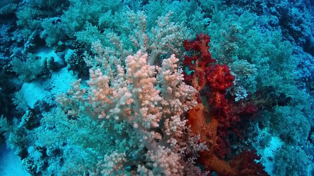 Vibrant Soft Corals and Diverse Marine Life on a Healthy Tropical Reef