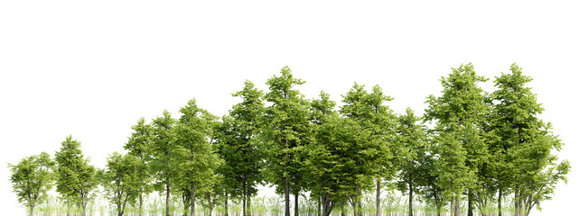 3d render Lush Green Trees with Vibrant Foliage and Natural Growth on a Transparent Background