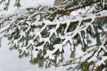北海道　真冬の原生林