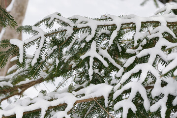 北海道　真冬の原生林