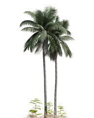 Twin Palm 3d Trees with Lush Green Foliage Against a Transparent Background for Tropical Scenery