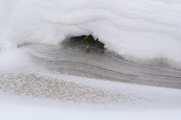 北海道　真冬の原生林